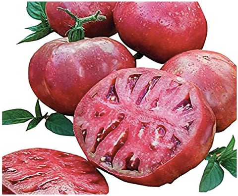 Marde Ross Cherokee Purple seed pack ready for home gardening