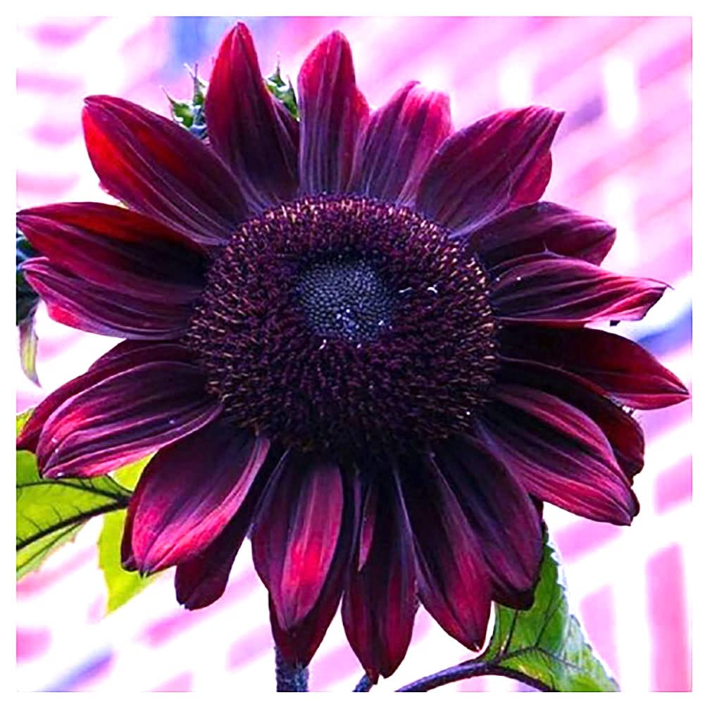 Marde Ross Chocolate Cherry sunflower seeds pack for home planting, ideal for a colorful border