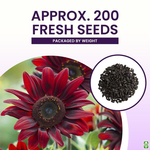 Marde Ross Chocolate Cherry sunflowers reaching 48-60 inches tall for dramatic height
