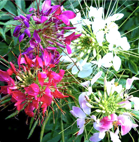 Cleome blooms in rose red, white and violet brighten borders and meadows.