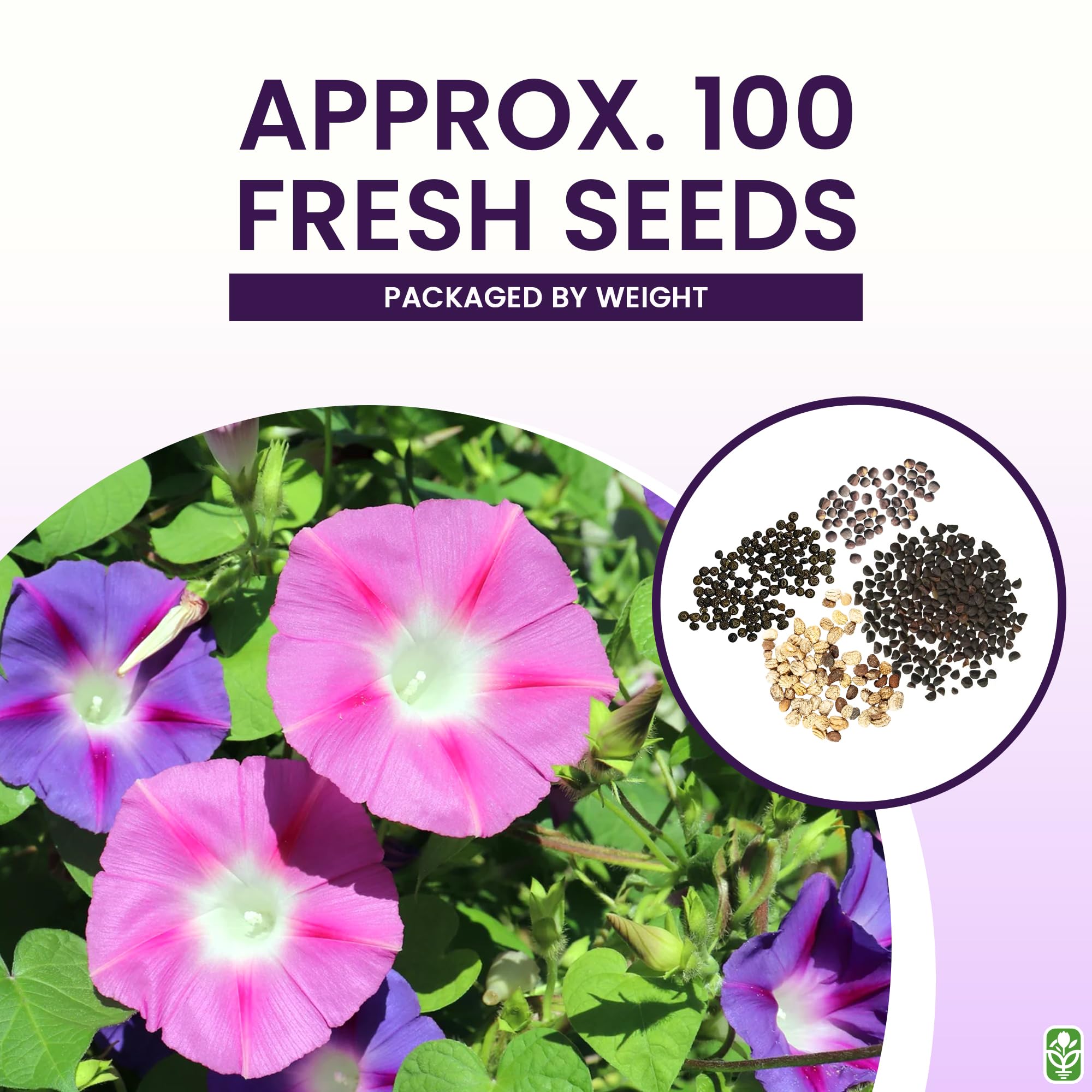 Marde Ross climbing vine seeds: black-eyed Susan vine brings sunny yellow color to arbors.