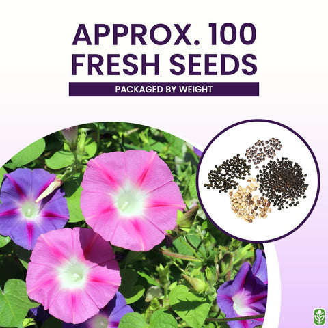 Marde Ross climbing vine seeds: black-eyed Susan vine brings sunny yellow color to arbors.