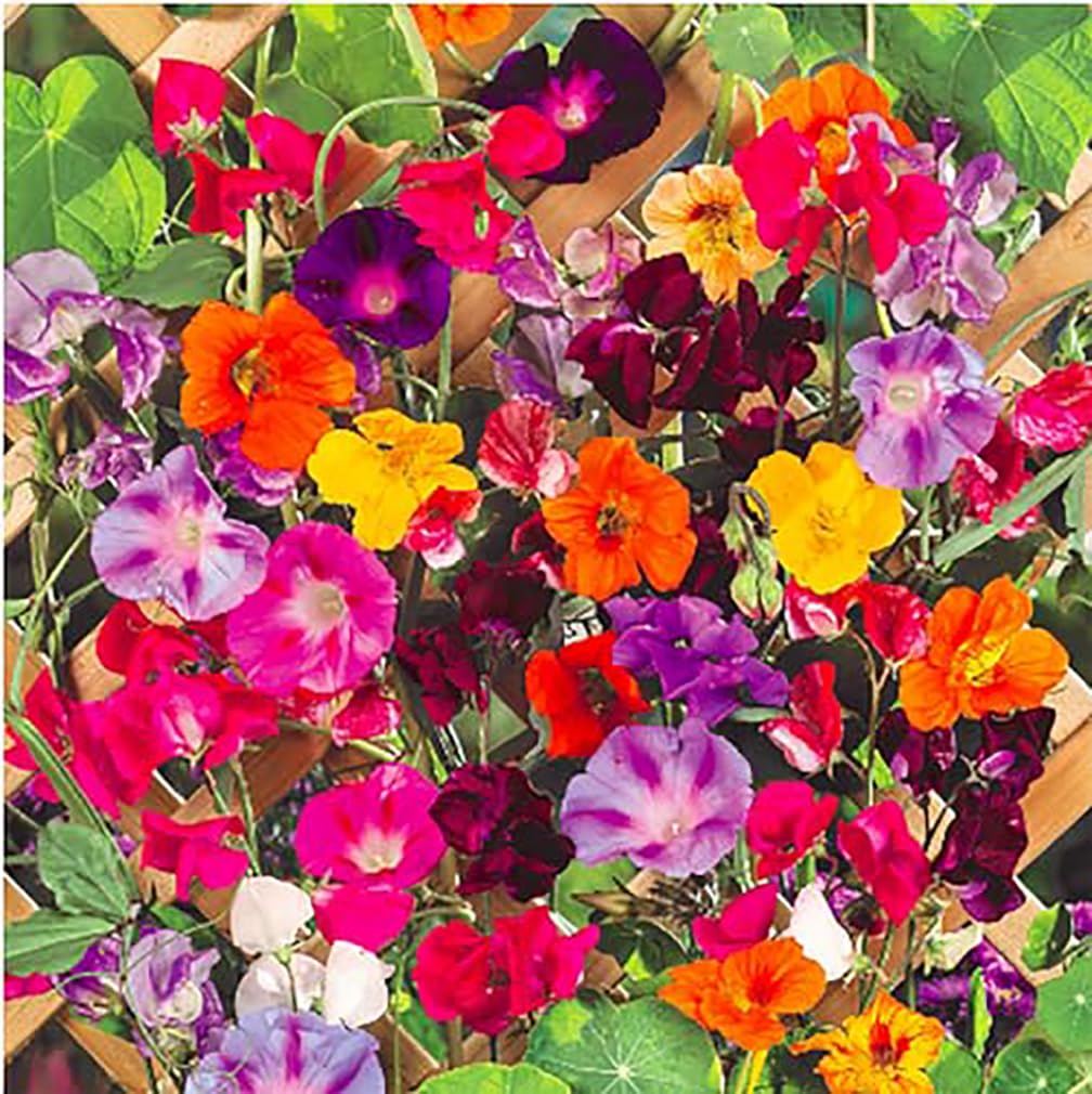 Marde Ross climbing vine seeds: morning glory blooms brighten fences with quick vertical color.