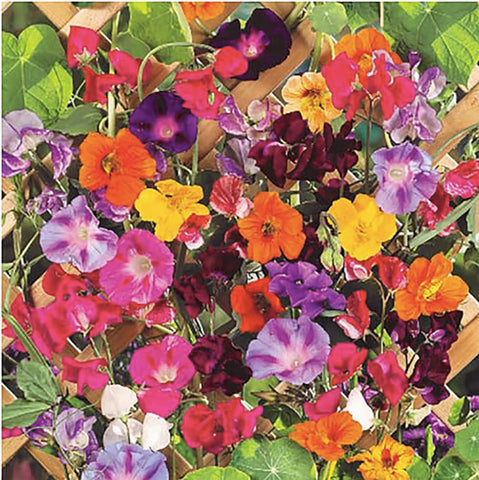 Marde Ross climbing vine seeds: morning glory blooms brighten fences with quick vertical color.