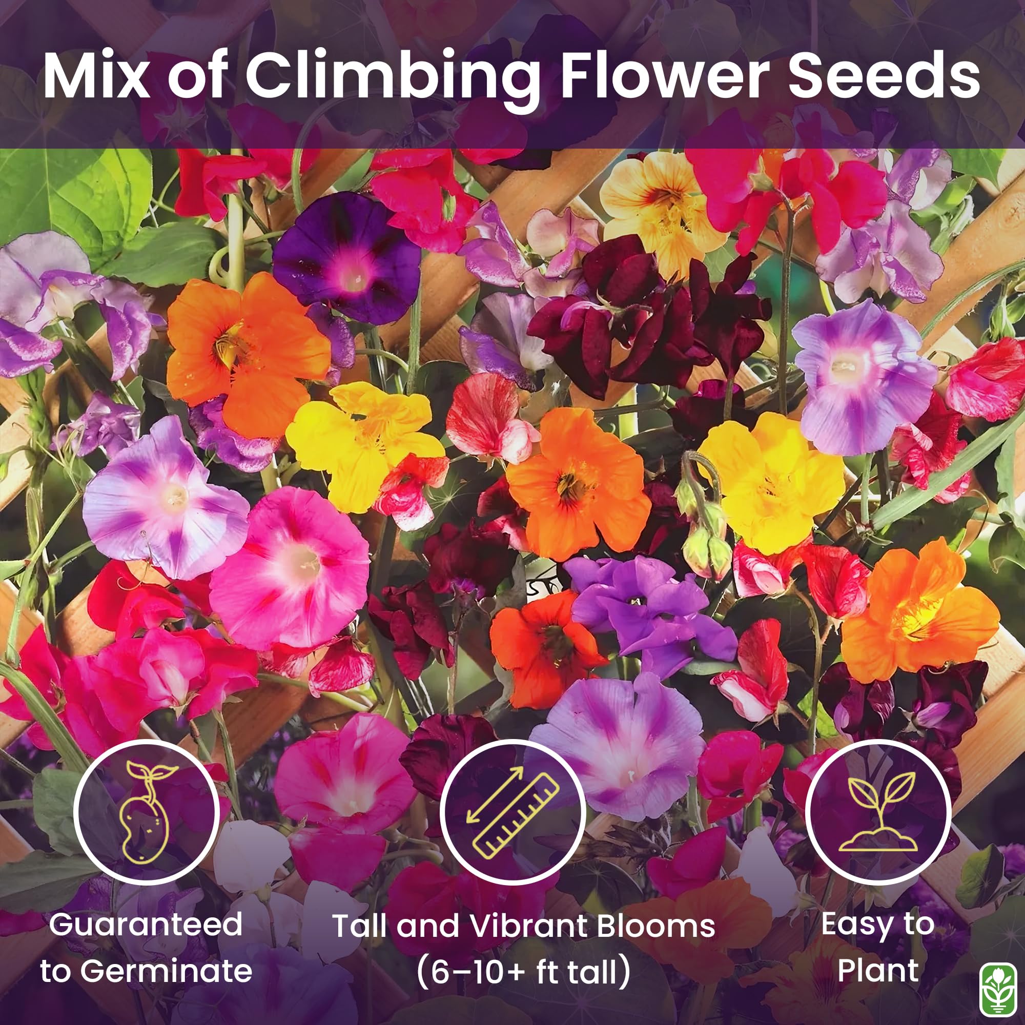 Marde Ross climbing vine seeds: nasturtium trailing blooms add warm, edible accents to trellises.
