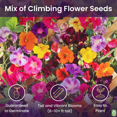 Marde Ross climbing vine seeds: nasturtium trailing blooms add warm, edible accents to trellises.