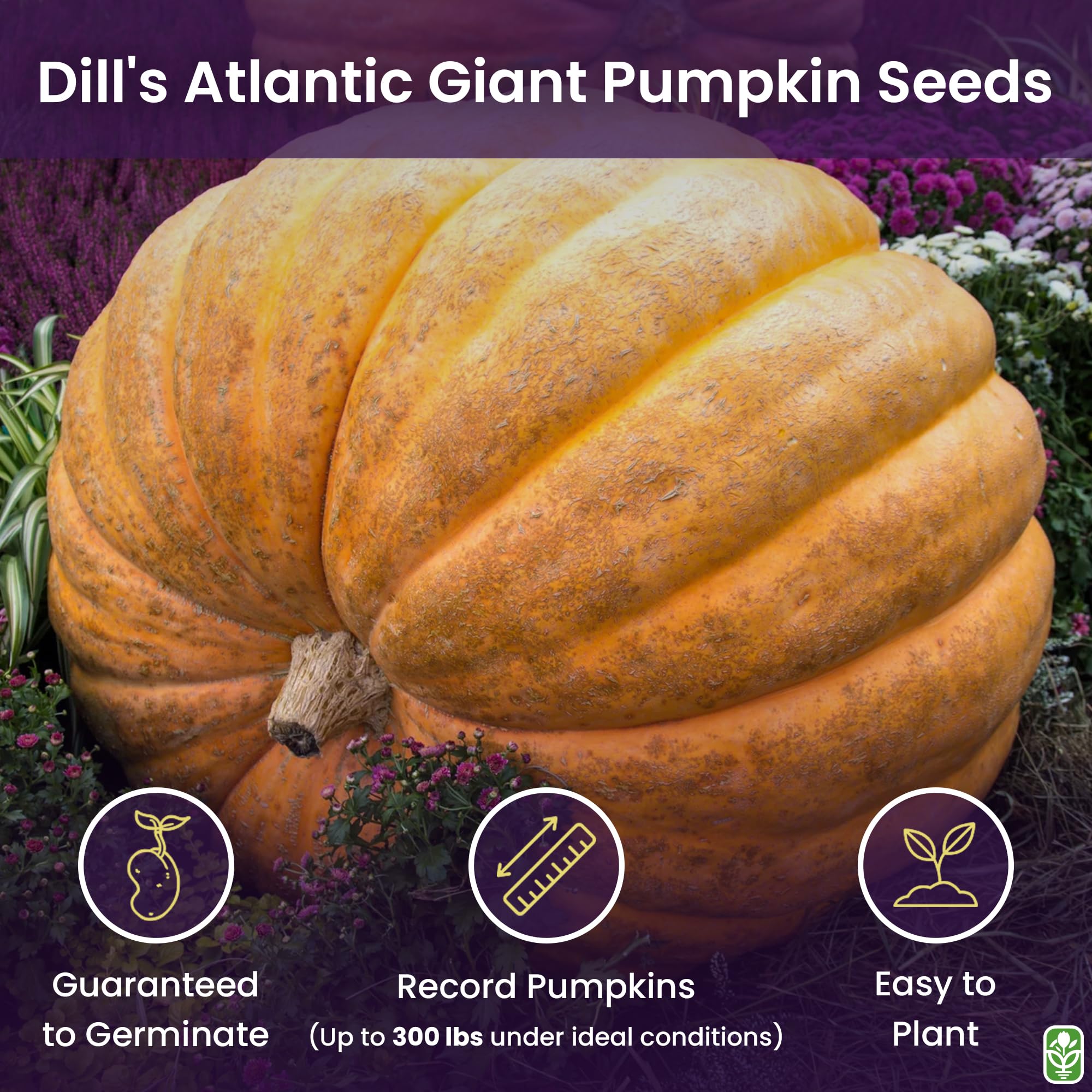 Marde Ross & Co giant pumpkins on the vine showing impressive size and bright color.