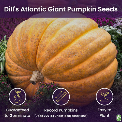 Marde Ross & Co giant pumpkins on the vine showing impressive size and bright color.