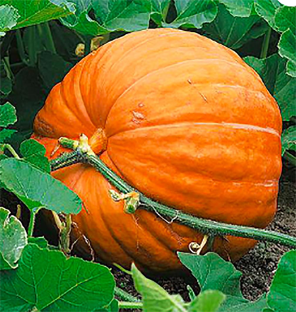 Marde Ross & Co giant pumpkin seeds packet front for easy planting and big harvest potential.