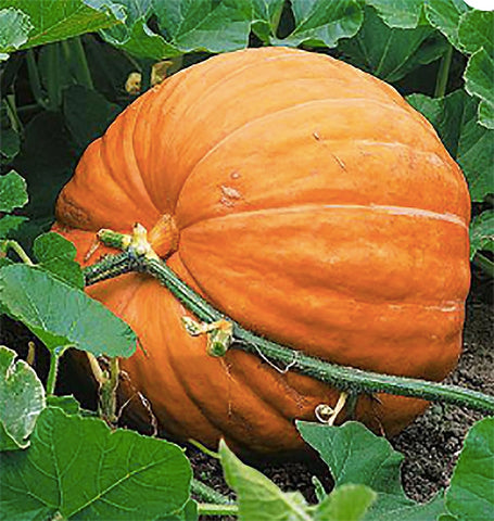 Marde Ross & Co giant pumpkin seeds packet front for easy planting and big harvest potential.