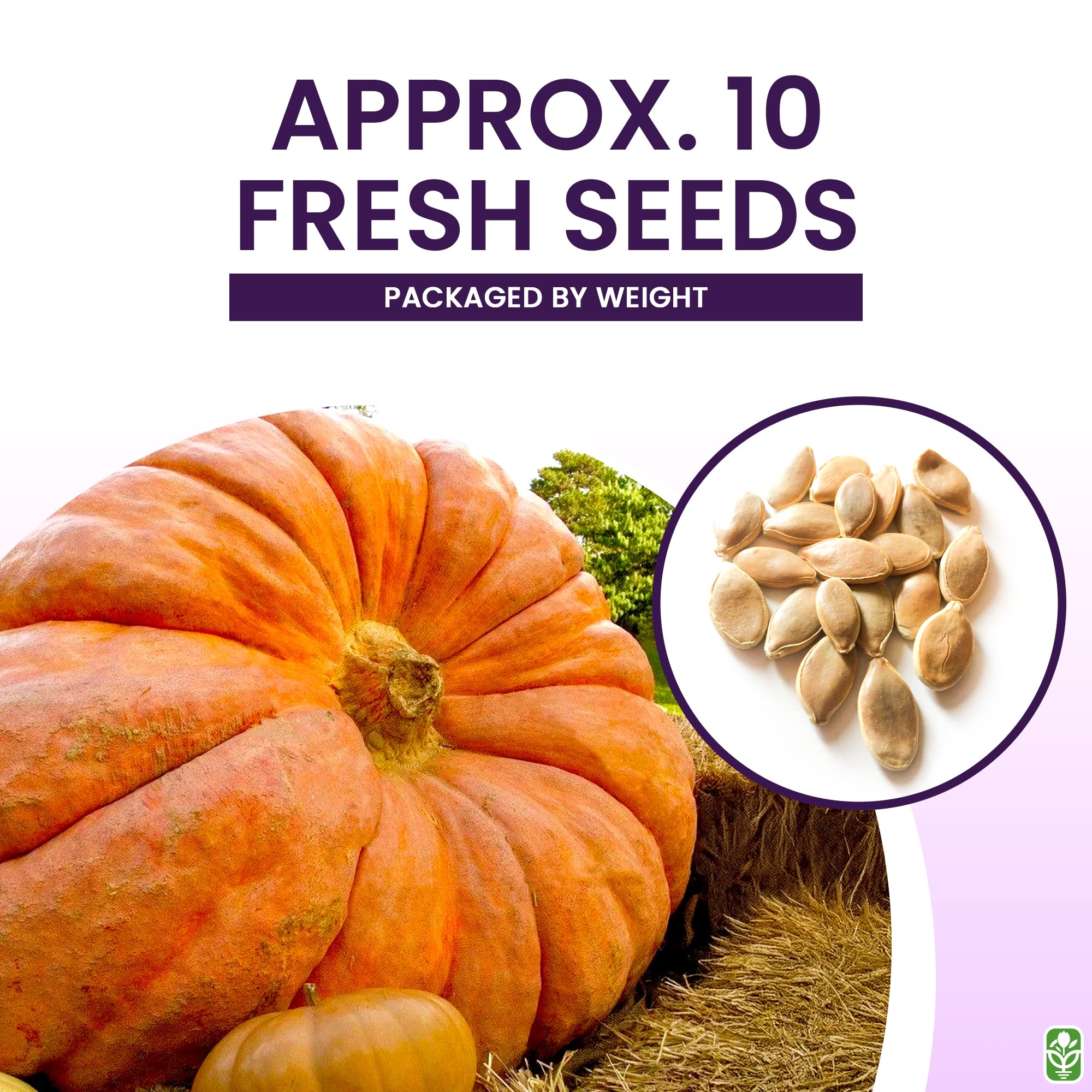 Marde Ross & Co seeds stored in refrigeration to support peak germination and vigor.