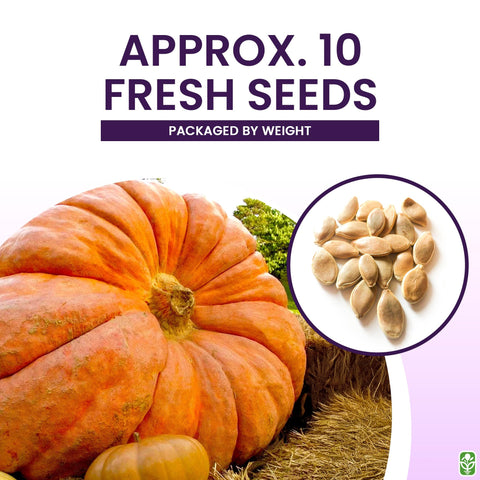 Marde Ross & Co seeds stored in refrigeration to support peak germination and vigor.