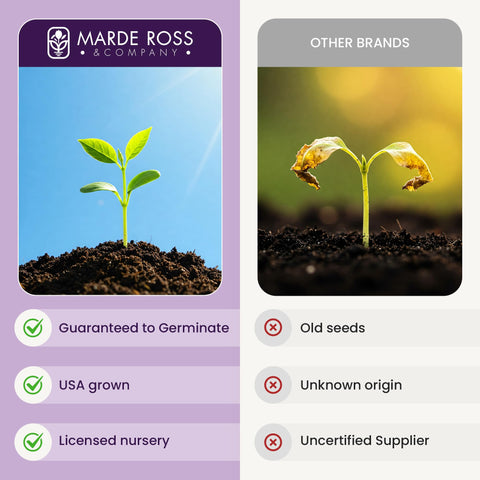 Marde Ross & Co warm-soil germination tips support steady growth and early sprouts.