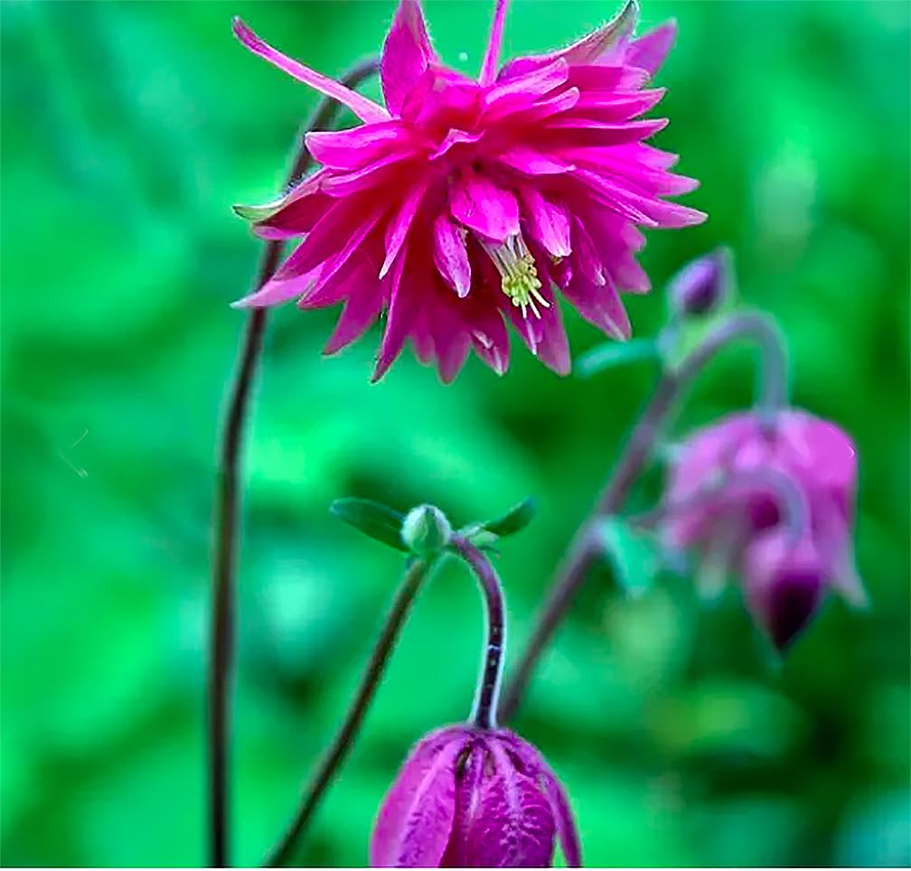 Columbine border display featuring McKana Giant Columbine in a sunlit garden.