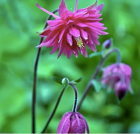 Columbine border display featuring McKana Giant Columbine in a sunlit garden.