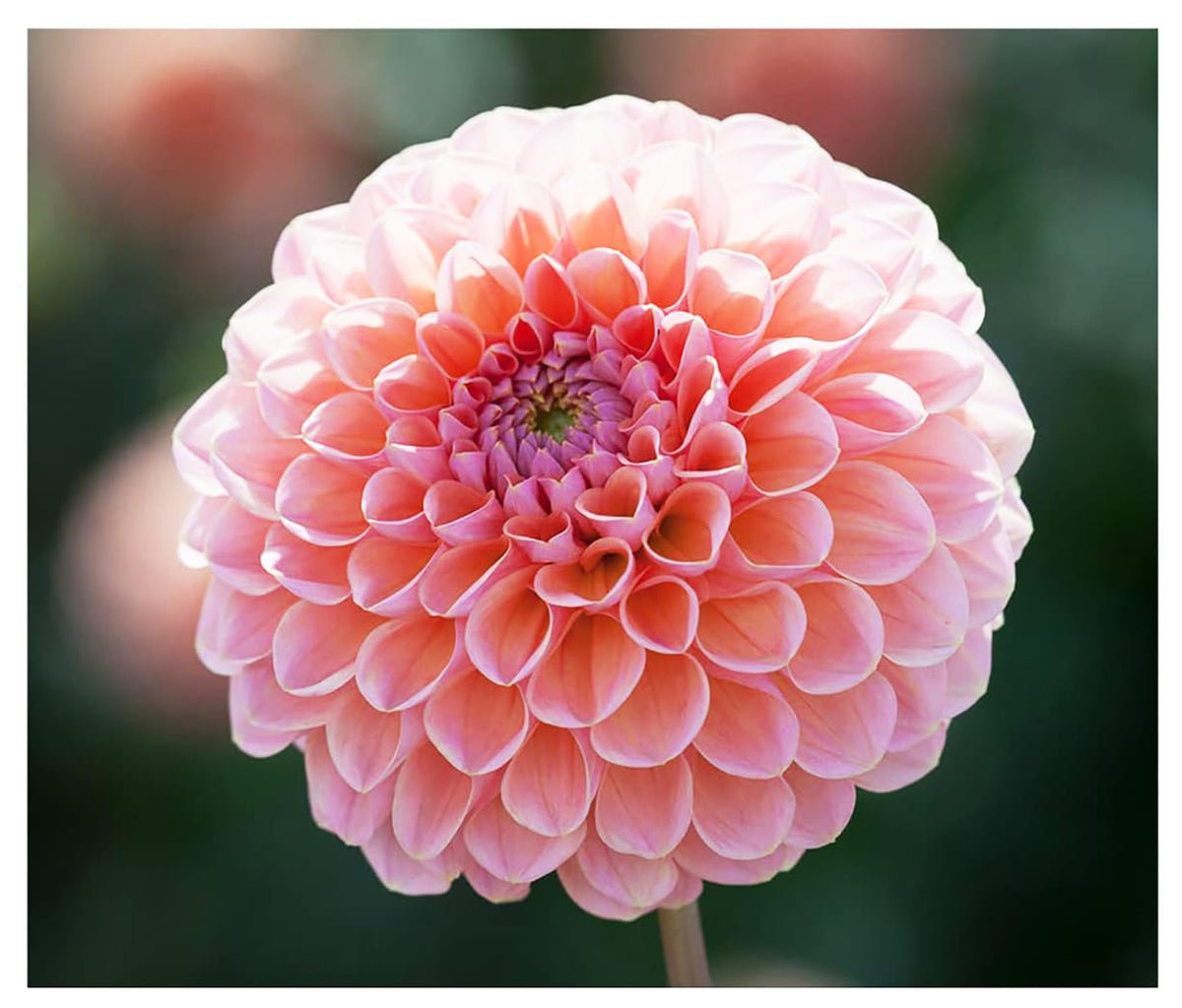 Linda's Baby Dahlia bare root tuber from Marde Ross & Company ready for planting and color