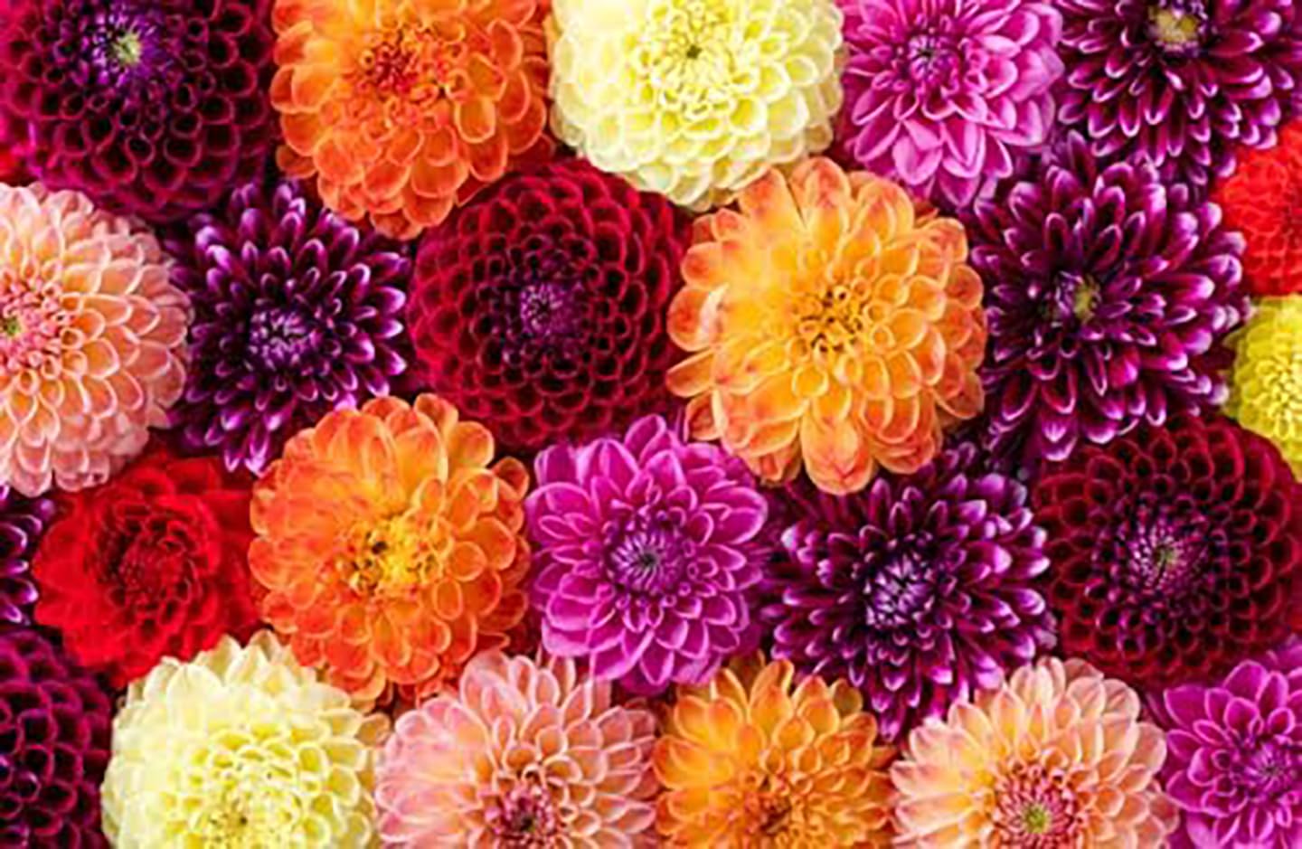 Plant crown above soil image for robust growth with Linda's Dahlia