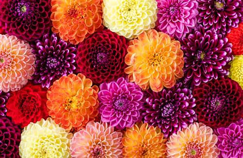 Plant crown above soil image for robust growth with Linda's Dahlia