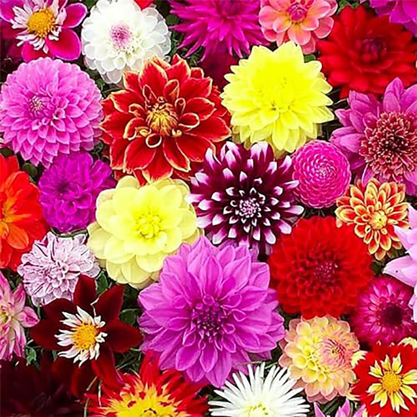 Dahlia bloom display near peak season with Linda's Baby Dahlia