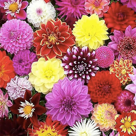 Dahlia bloom display near peak season with Linda's Baby Dahlia