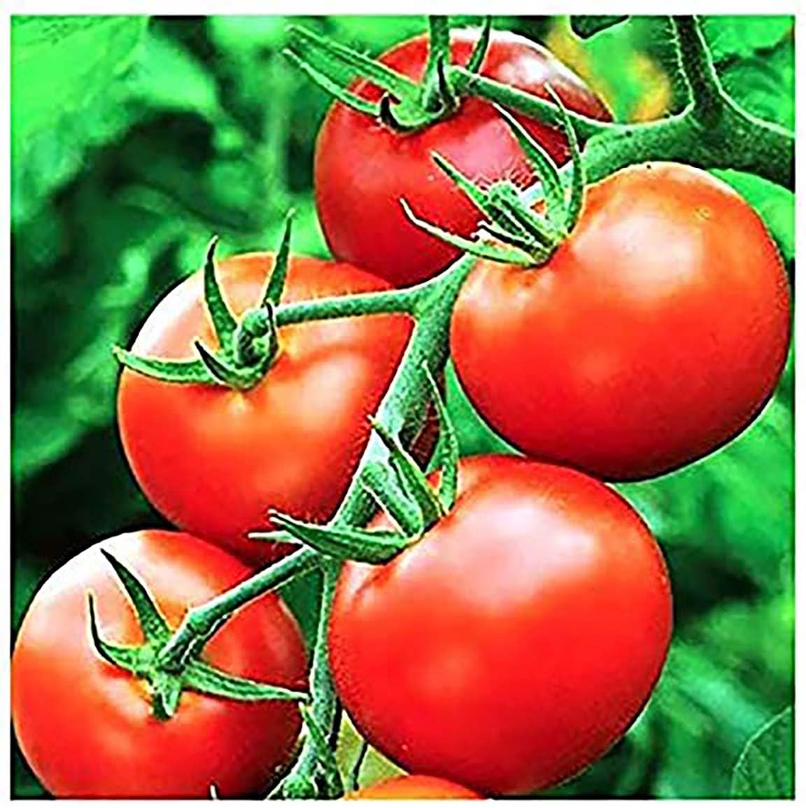Marde Ross & Company Moneymaker seed packet for easy home gardening.