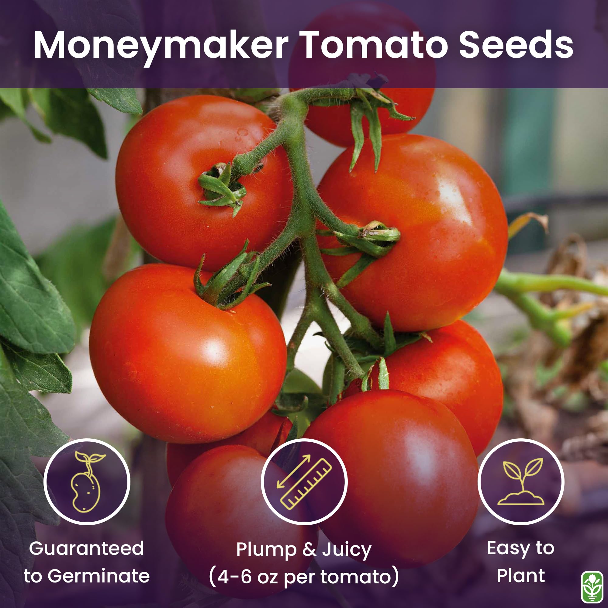 Moneymaker tomato seeds germination close-up showing readiness to sprout.