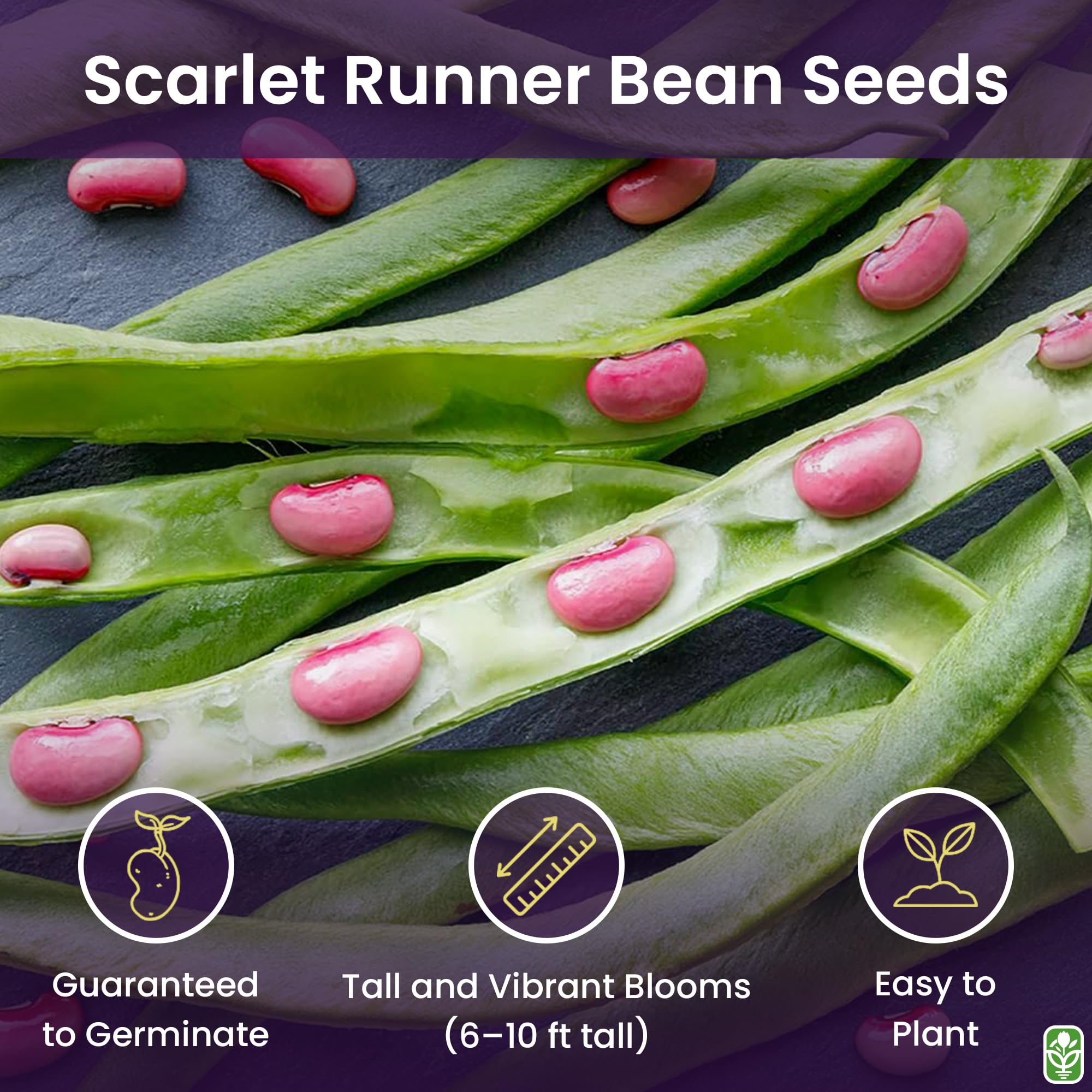 Scarlet runner beans climbing a trellis with vibrant blooms, by Marde Ross & Company