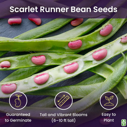 Scarlet runner beans climbing a trellis with vibrant blooms, by Marde Ross & Company