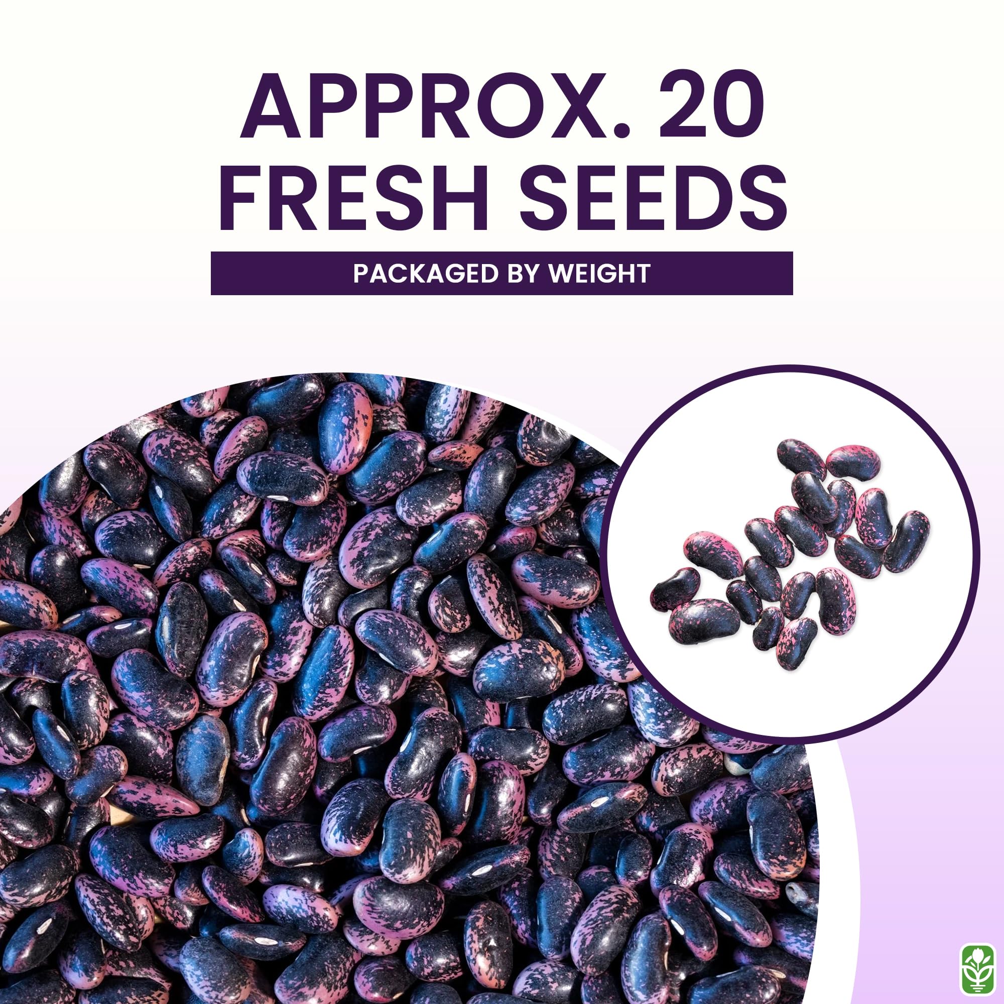 Marde Ross & Company scarlet runner bean flowers close-up revealing heirloom color