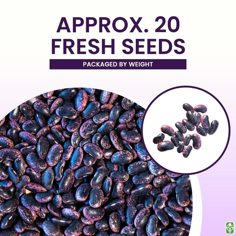 Marde Ross & Company scarlet runner bean flowers close-up revealing heirloom color