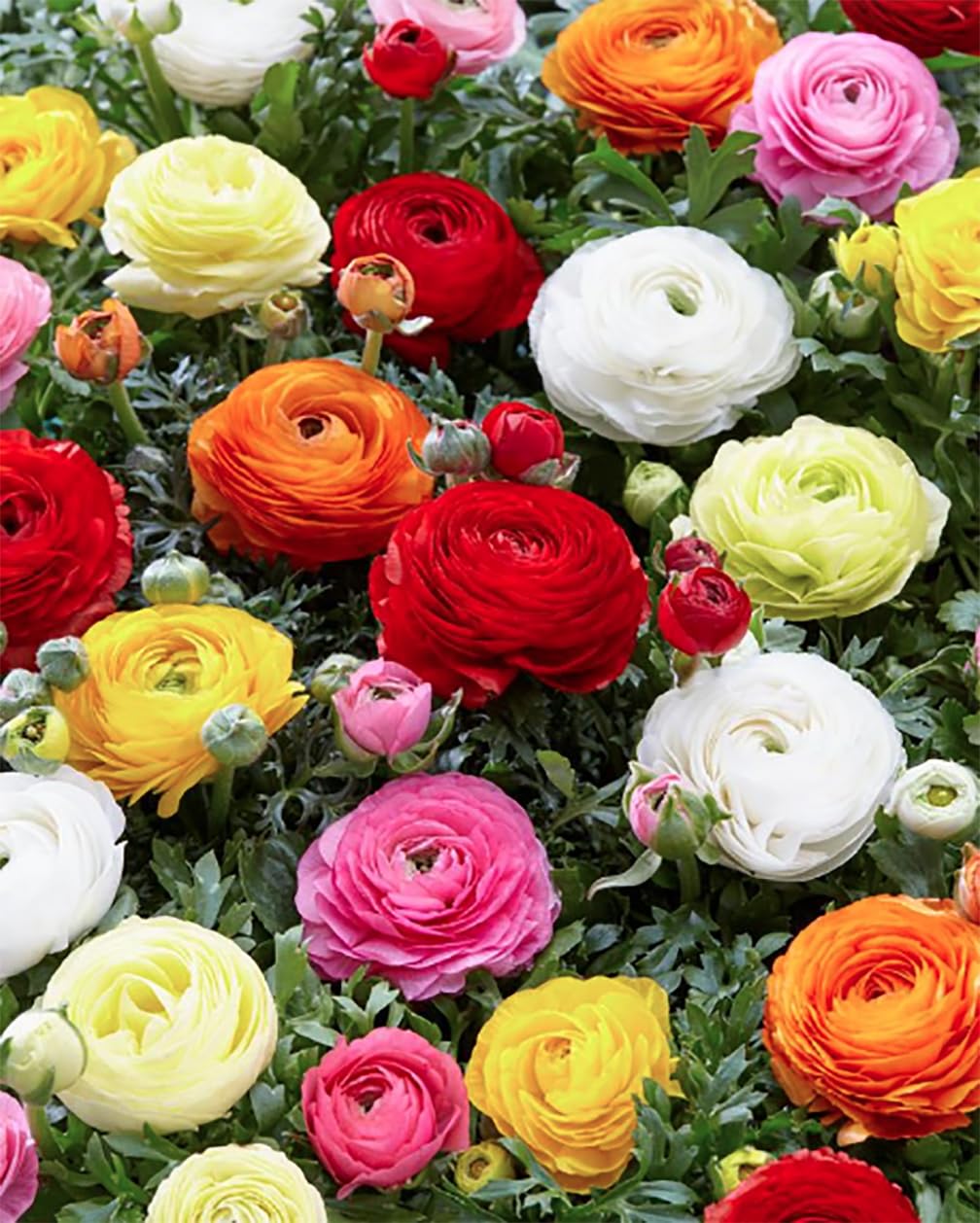 Marde Ross & Company spring planting option delivers vibrant garden color.