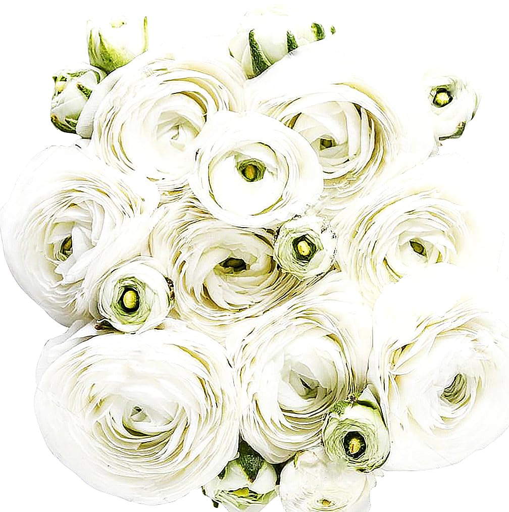 Marde Ross & Company White French Peony Ranunculus corms ready for lush spring blooms in beds.