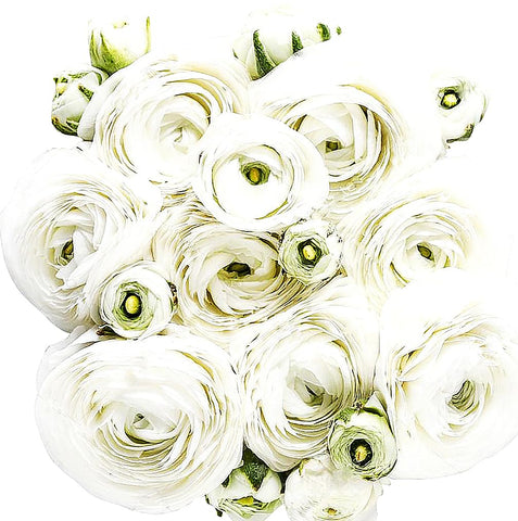 Marde Ross & Company White French Peony Ranunculus corms ready for lush spring blooms in beds.