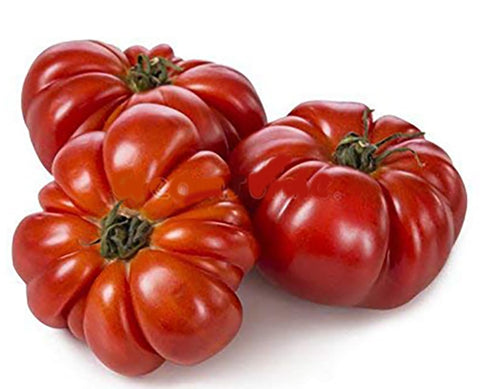 Marde Ross Constoluto seeds packet for home planting and easy prep