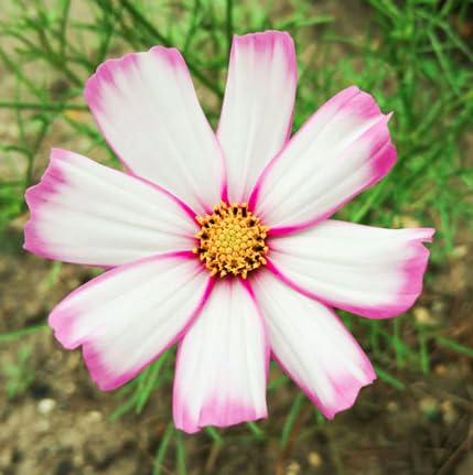 Marde Ross Cosmos Candystripe field-plants in sun to partial shade with adaptable soil