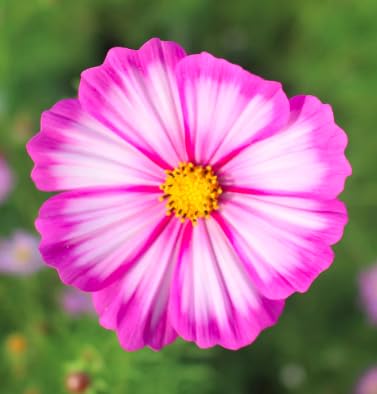 Marde Ross Cosmos Candystripe seed germination close-up shows easy direct sow