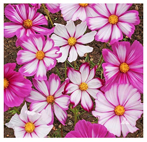 Marde Ross Cosmos Candystripe seeds pack for long lasting garden color