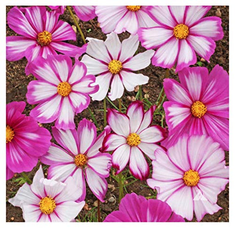 Marde Ross Cosmos Candystripe seeds pack for long lasting garden color