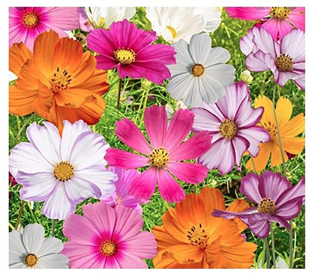 Marde Ross & Company cosmos collection 11-varieties seeds for vibrant, long-blooming garden color.