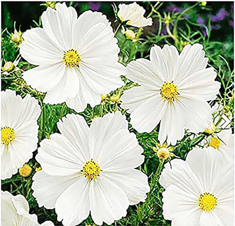 Marde Ross cosmos direct-sow seeds enable easy germination and flexible planting.