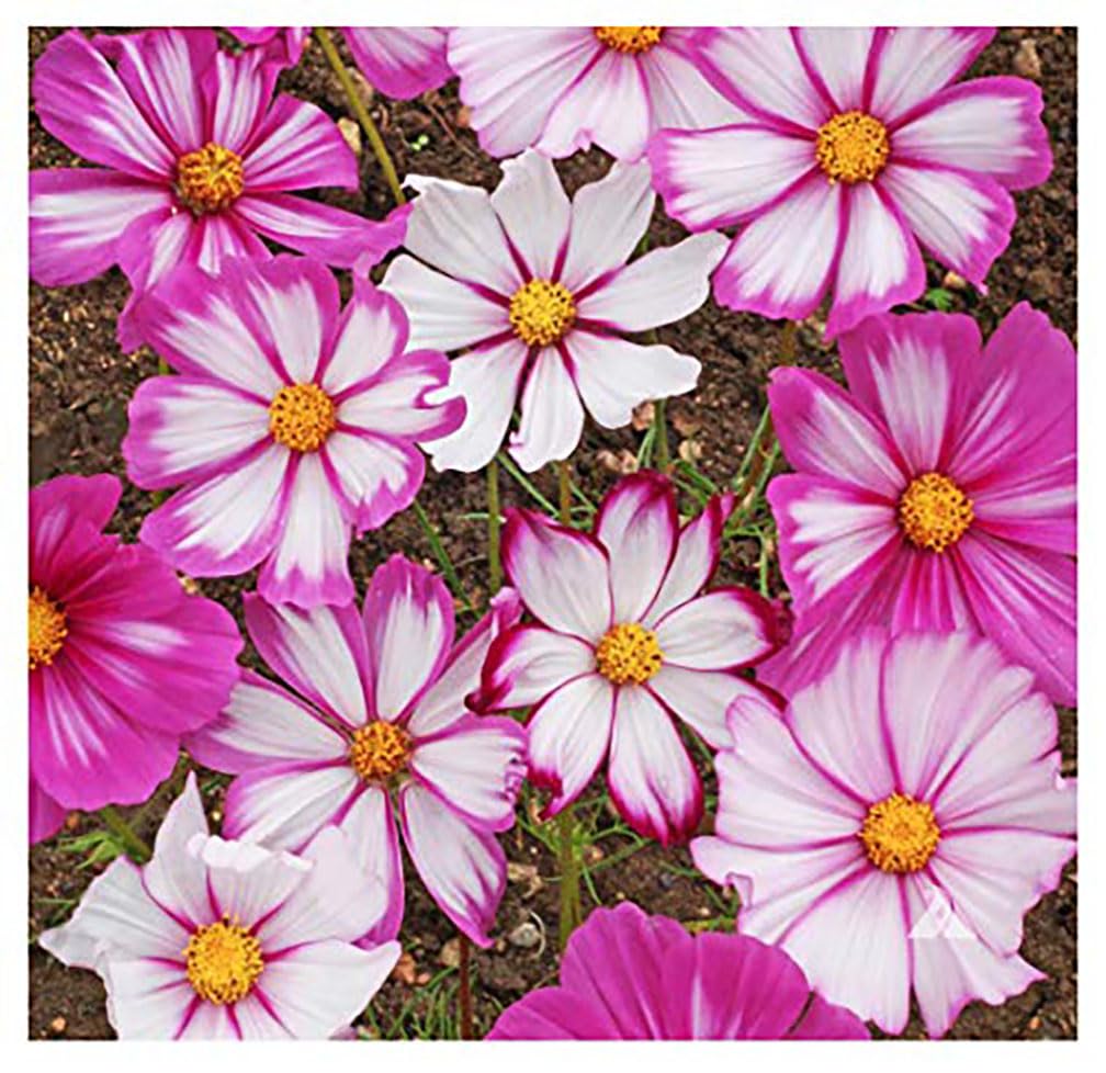 Marde Ross cosmos tolerate dry soil with sturdy, long-lasting blooms.
