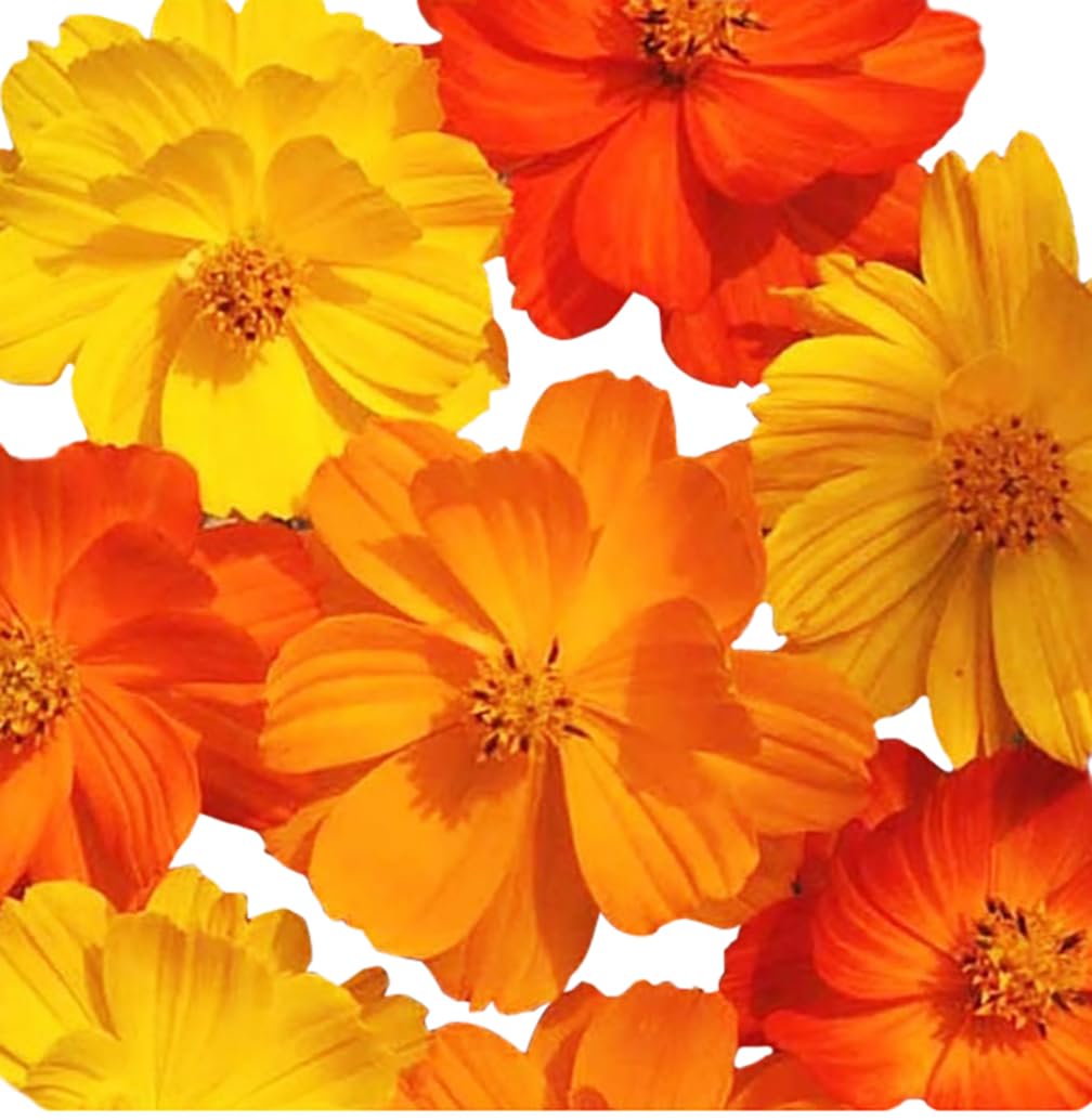 Marde Ross cosmos thrive from full sun to partial shade for adaptable color.