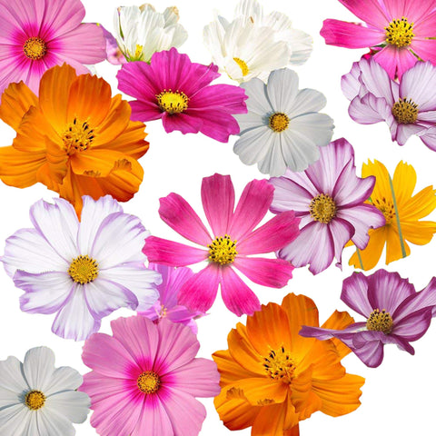Marde Ross cosmos handle heat and drought with vibrant petals.