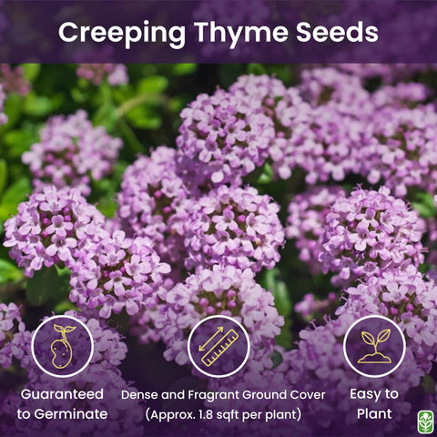 Marde Ross Creeping Thyme edges and borders with a tidy, low-growing profile.