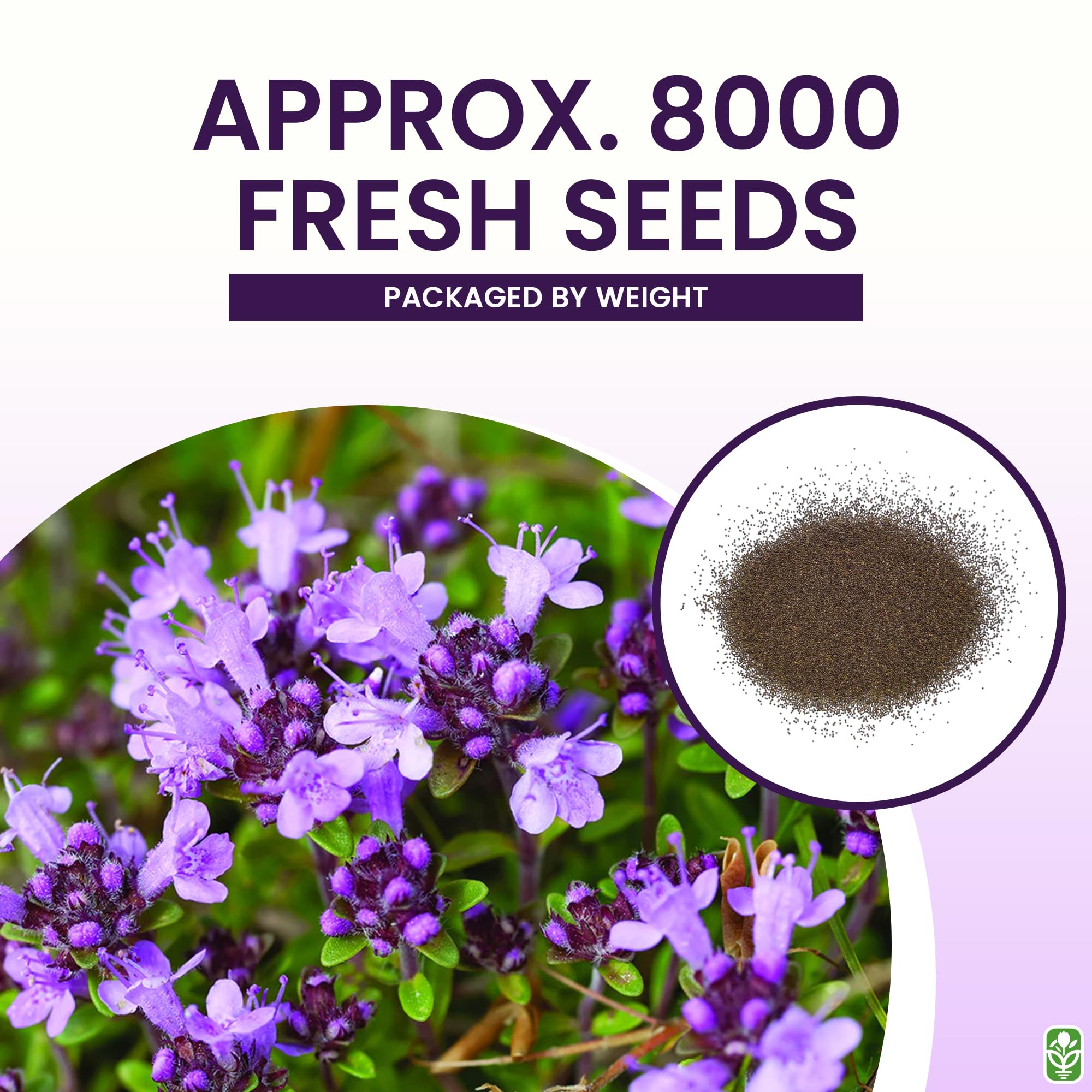 Creeping Thyme between pavers adds texture and pleasant fragrance.