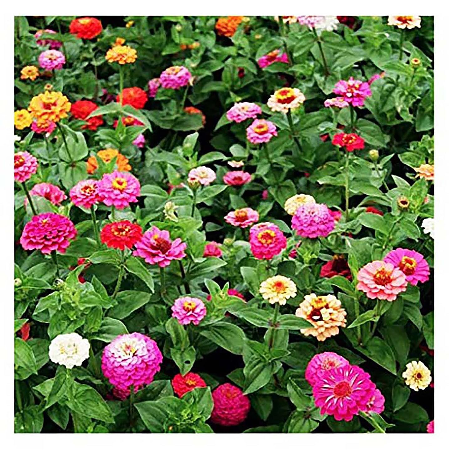 Marde Ross cut-and-come-again zinnias for long-lasting bouquets.