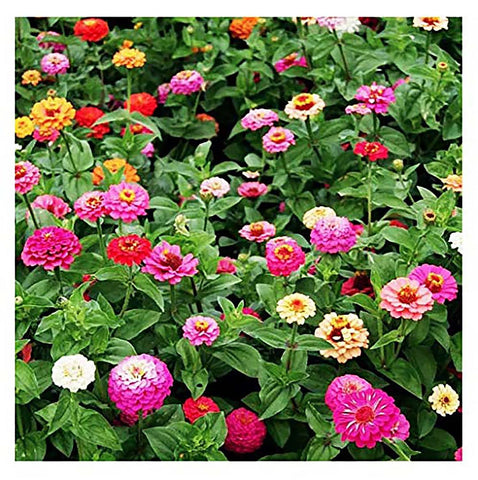 Marde Ross cut-and-come-again zinnias for long-lasting bouquets.