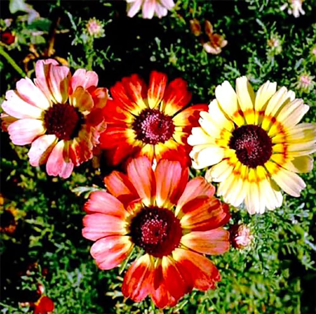 Marde Ross Rainbow Painted Daisy ready for cutting arrangements.