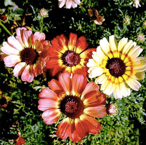 Marde Ross Rainbow Painted Daisy ready for cutting arrangements.