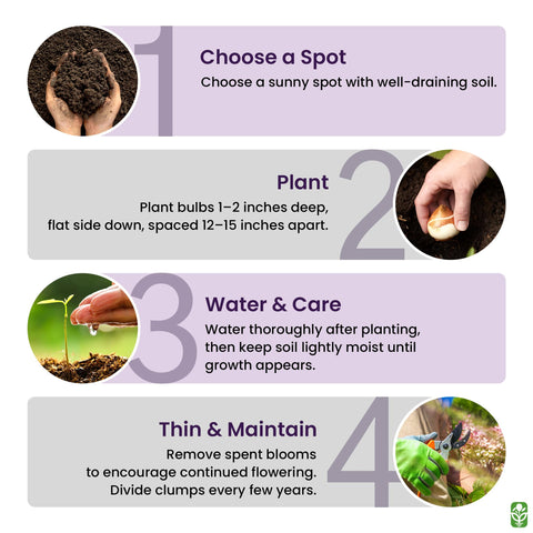 Marde Ross deer-resistant liatris fits sun or shade.